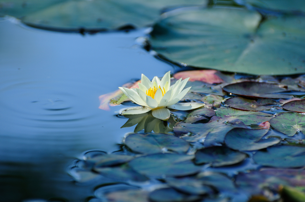 花はす