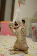 ねこじゃらし