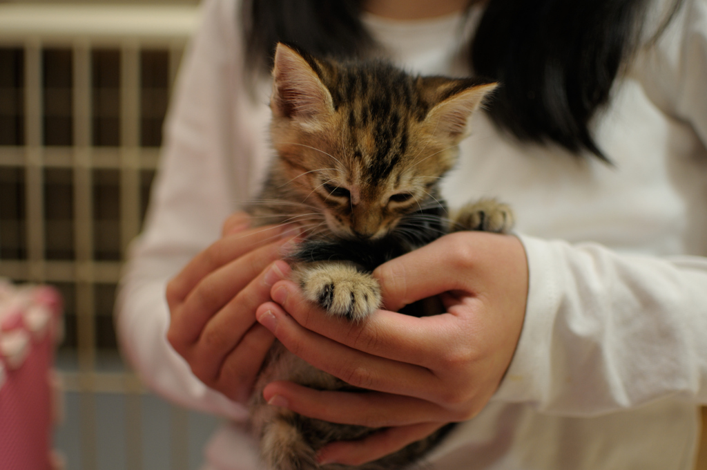 ねこ　娘の手の中