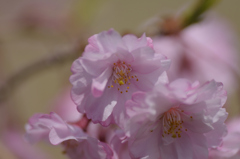 しだれ桜