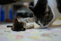ねこ