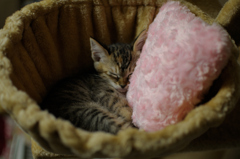 ねこ　