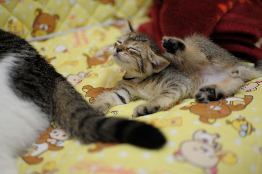 ねこ　かゆいかゆい