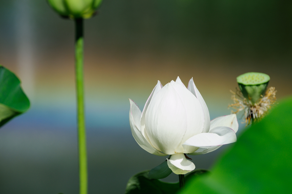 花はす