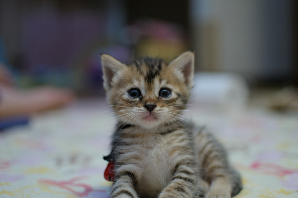 ねこ