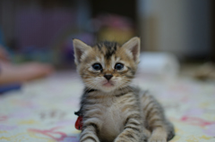 ねこ