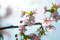 河津桜