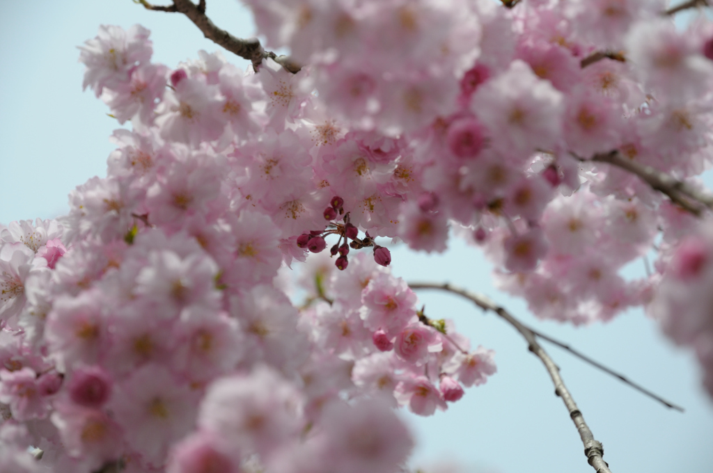 しだれ桜