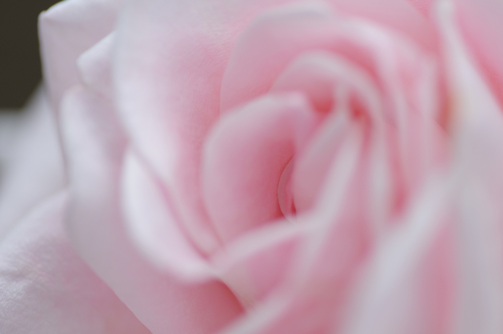 薔薇