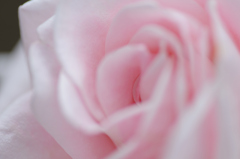 薔薇