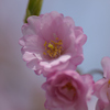 しだれ桜