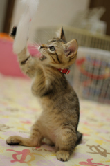 ねこじゃらし