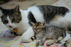 ねこ