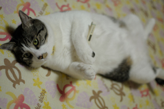 猫　お熱が