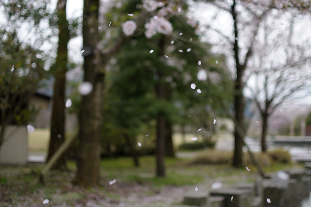 桜吹雪