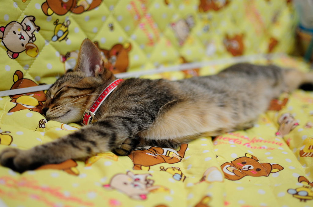 ねこ　のびる