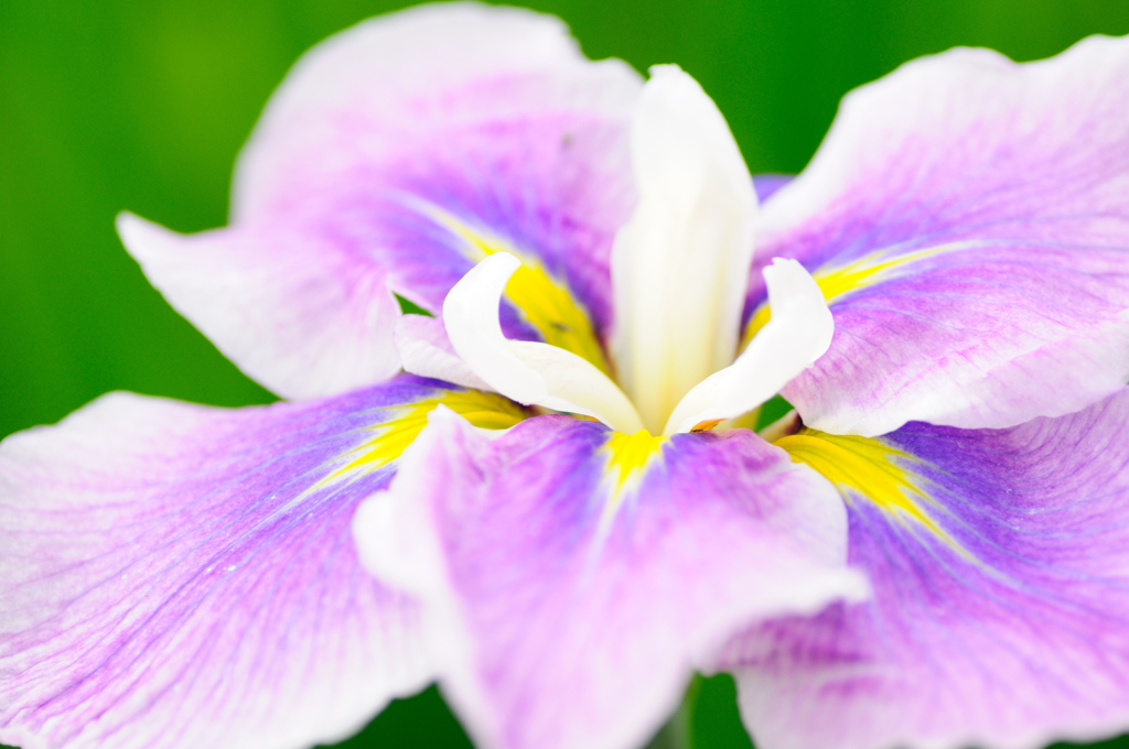花菖蒲