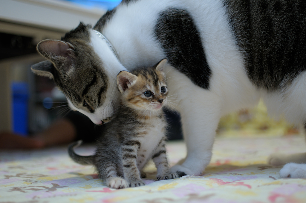 ねこ