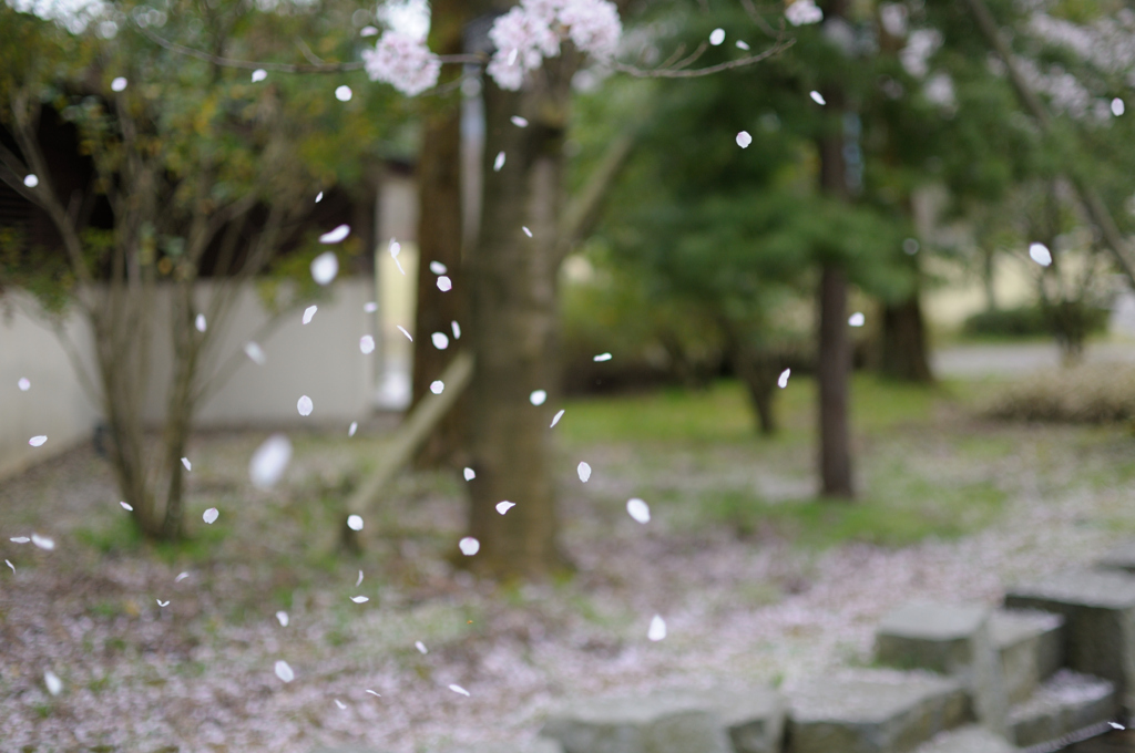 桜吹雪