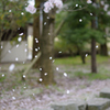 桜吹雪