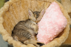 ねこ　