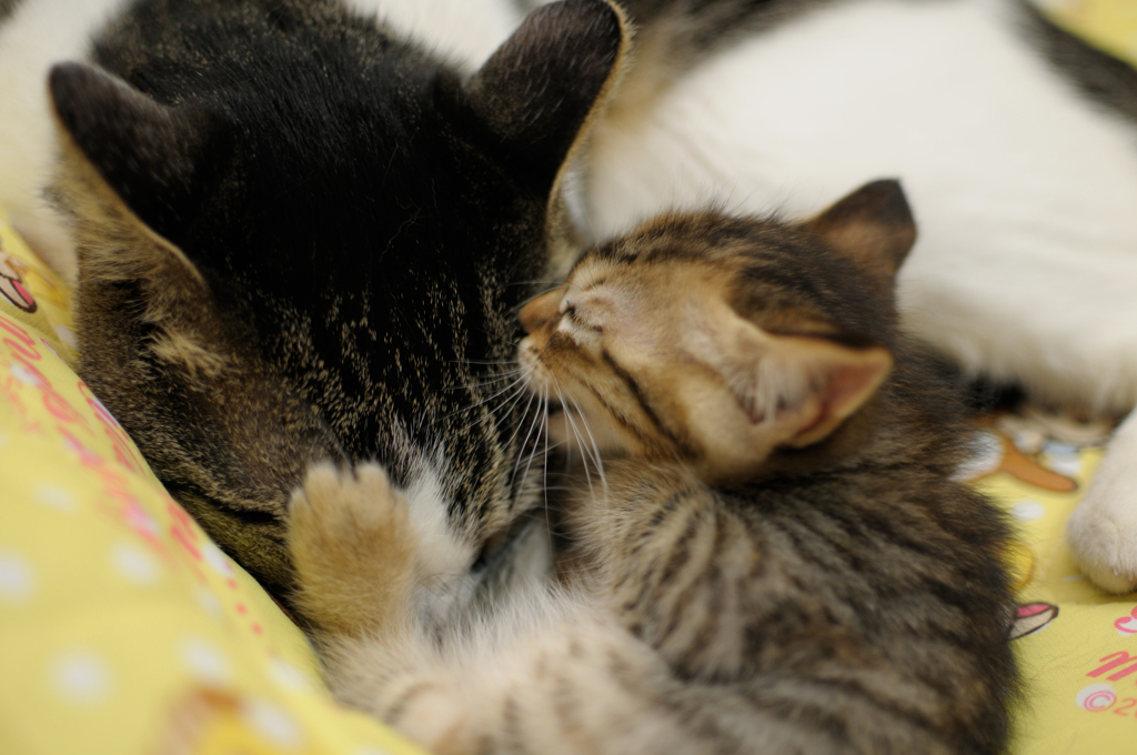 ねこ　アグッ！