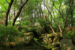 緑溢れる森