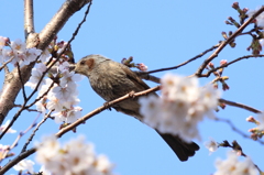 桜鳥