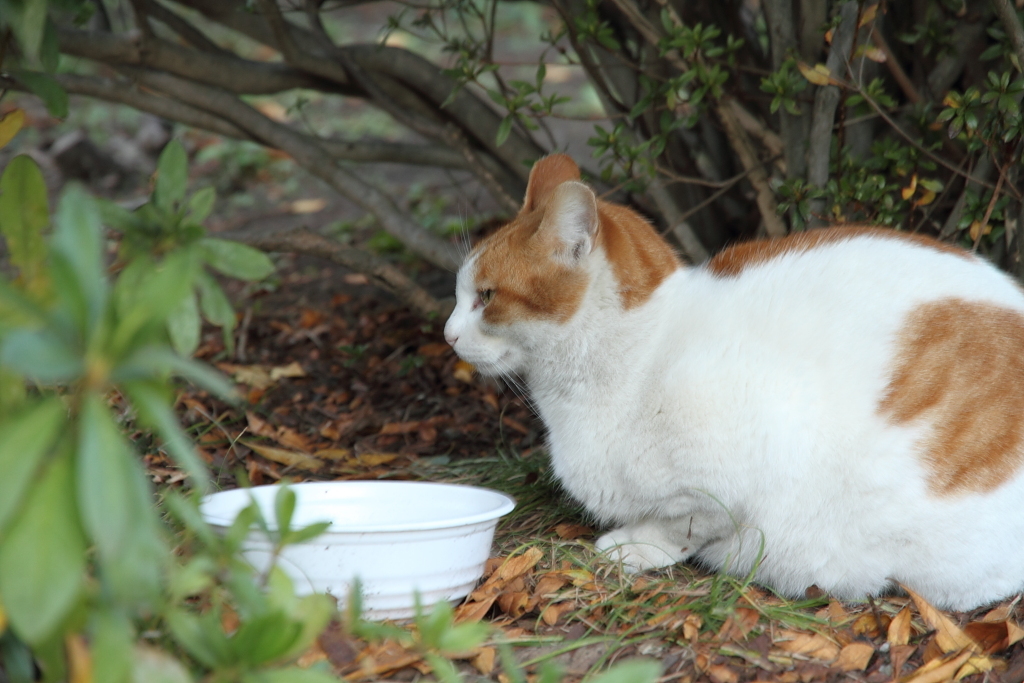 猫「む、これは」