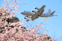 満開の桜とP-3C