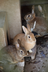 うさぎ