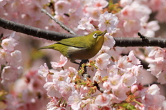 メジロの休息