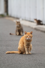 猫の観察