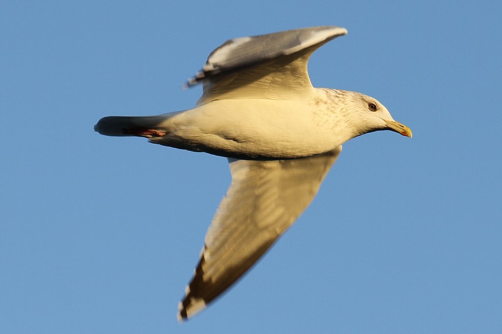 飛び立つ鳥！