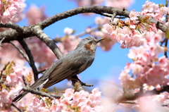 ヒヨドリの休息
