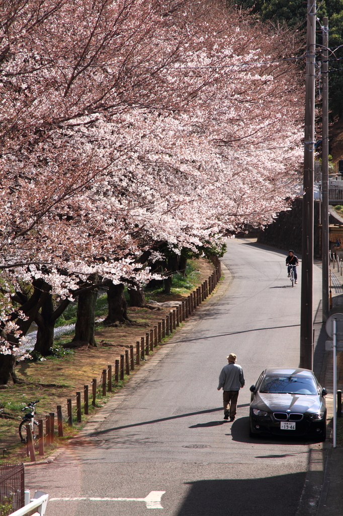 桜並木