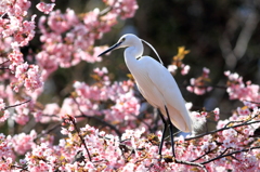 桜鷺