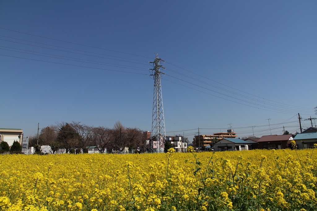 菜の花畑