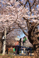 桜公園
