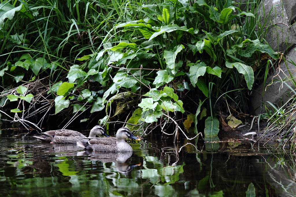 カルガモの一日