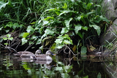 カルガモの一日
