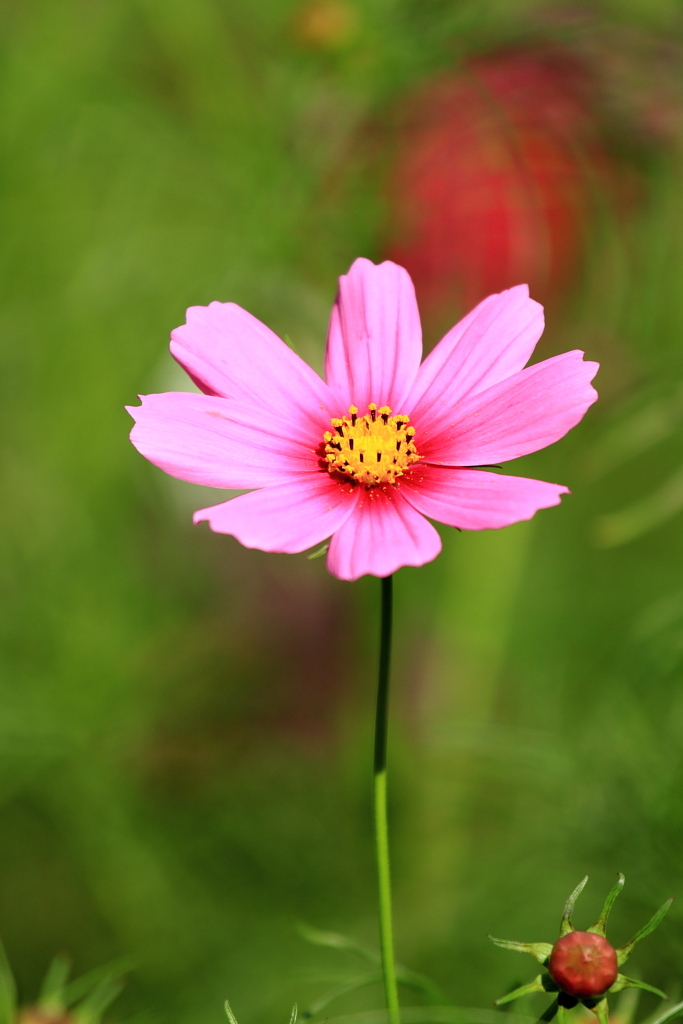 一輪の花