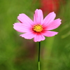 一輪の花