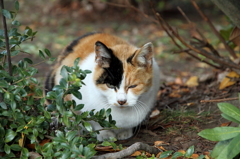 猫「何かご用ですか」