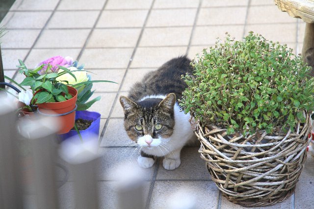 見つかった…！