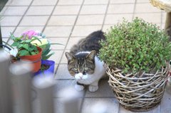 見つかった…！