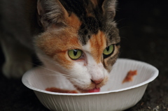 近所の野良猫