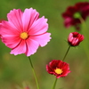 秋桜