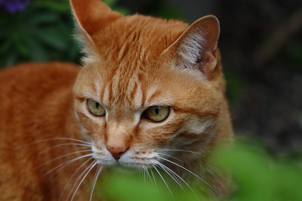 獰猛な猫