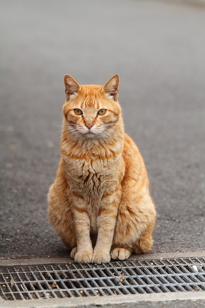 江ノ島の猫